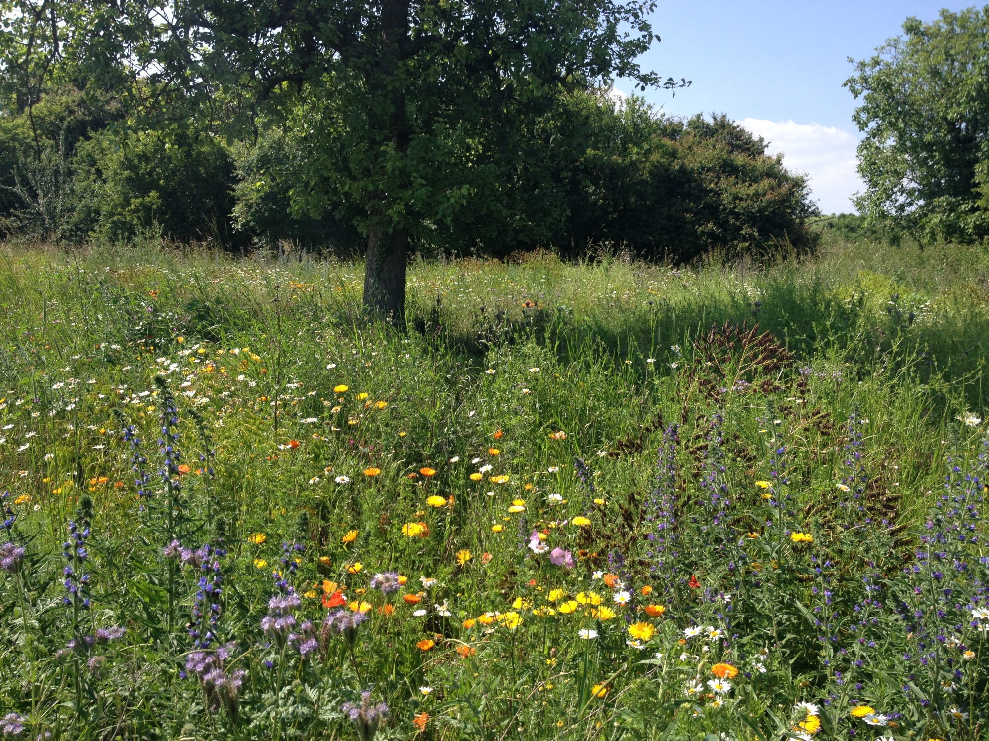 Wildbienenbotschafter - Bunte Wildblumenwiese für Wildbienen